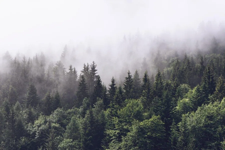 Dense misty forest with coniferous trees in layers of fog and mist