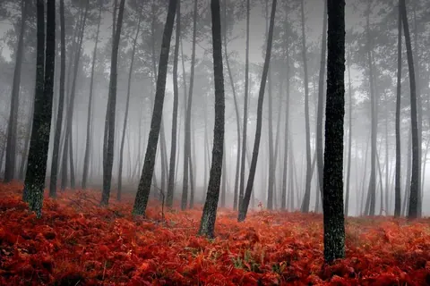 Misty forest with tall dark tree trunks and bright red-orange undergrowth beneath fog