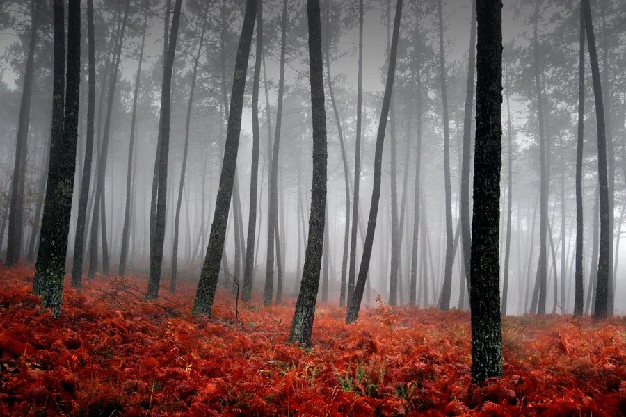Misty forest with tall dark tree trunks and bright red-orange undergrowth beneath fog