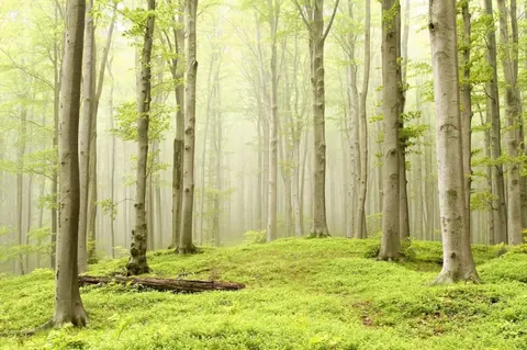 Misty beech forest with tall pale tree trunks and vibrant green moss floor