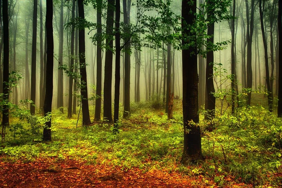 Misty forest with tall dark trees, green canopy, and golden-brown leaf-covered forest floor.