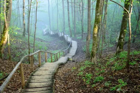 Wooden boardwalk winding through misty forest with tall trees and moss-covered trunks