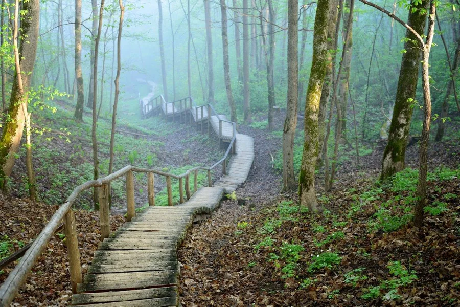 Wooden boardwalk winding through misty forest with tall trees and moss-covered trunks