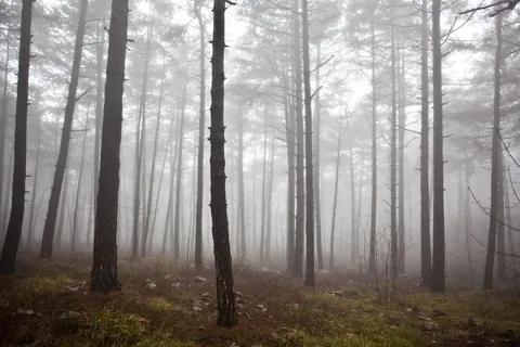 Misty coniferous forest with tall dark tree trunks fading into white fog and moss-covered ground.