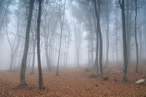 Misty forest with tall bare trees and brown leaf-covered ground fading into fog