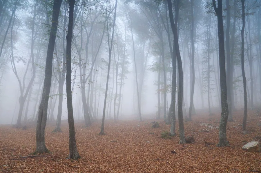 Misty forest with tall bare trees and brown leaf-covered ground fading into fog
