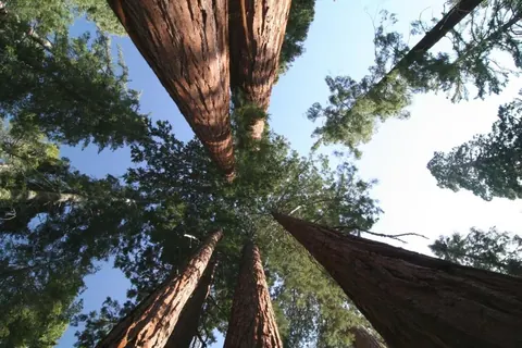 Upward view of massive redwood tree trunks reaching toward blue sky with green foliage canopy.