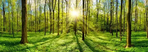 Sunlit forest with tall trees and green undergrowth, light rays streaming through canopy.