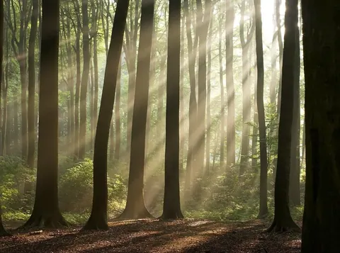 Misty forest with tall trees and golden sunlight rays filtering through canopy