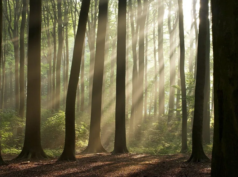 Misty forest with tall trees and golden sunlight rays filtering through canopy