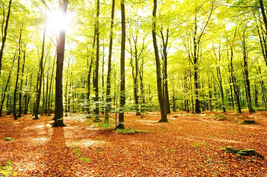 Bright forest interior with tall trees, green canopy, golden sunlight streaming through leaves, and brown leaf-covered ground.