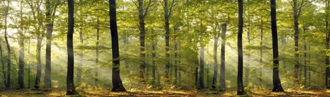 Misty forest scene with tall trees and golden sunlight filtering through green canopy