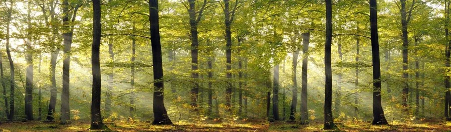 Misty forest scene with tall trees and golden sunlight filtering through green canopy