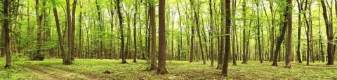 Dense green forest with tall trees and dappled sunlight filtering through the canopy onto the forest floor.
