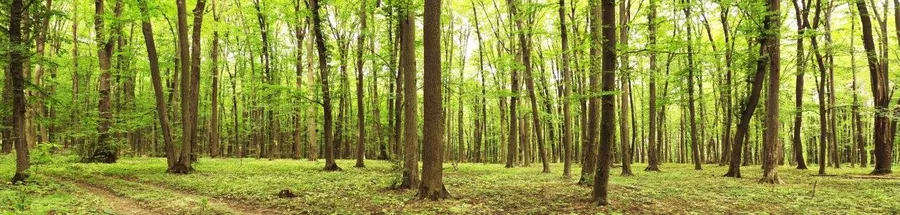 Dense green forest with tall trees and dappled sunlight filtering through the canopy onto the forest floor.