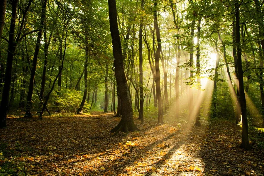 Sunlight streaming through tall trees in a green forest with fallen leaves on the ground.