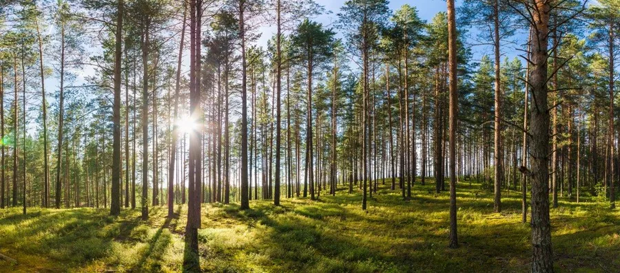 Sunlit pine forest with tall trees and green undergrowth, sun rays streaming through the canopy