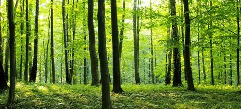 Dense forest with tall dark tree trunks and bright green foliage canopy creating a peaceful woodland scene.