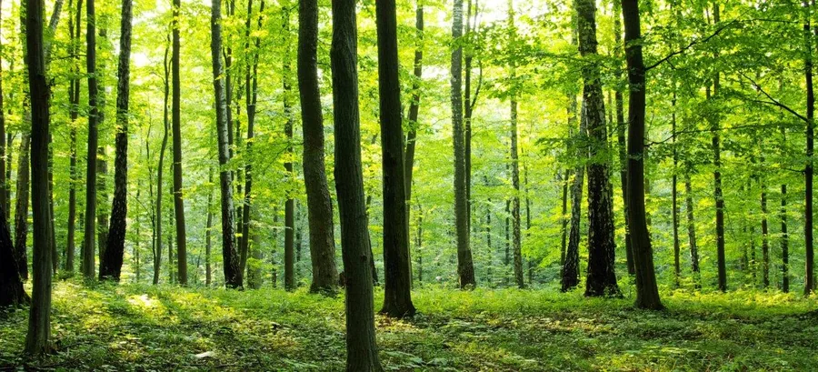 Dense forest with tall dark tree trunks and bright green foliage canopy creating a peaceful woodland scene.