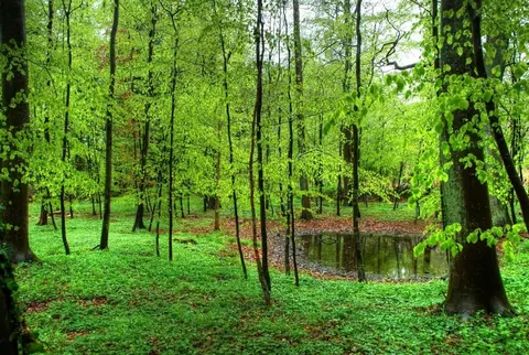 Dense forest with tall trees, green foliage, and a small stream among moss-covered ground.