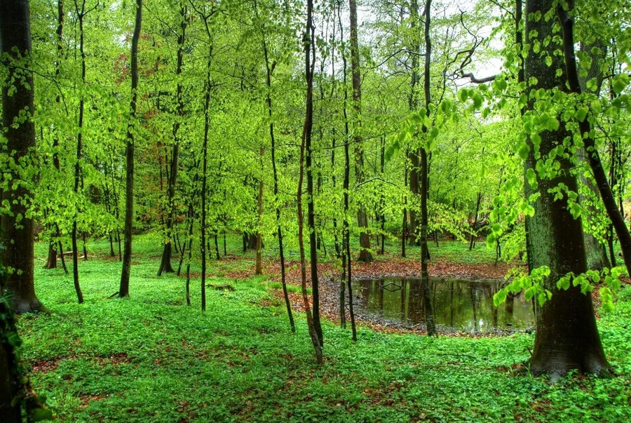 Dense forest with tall trees, green foliage, and a small stream among moss-covered ground.