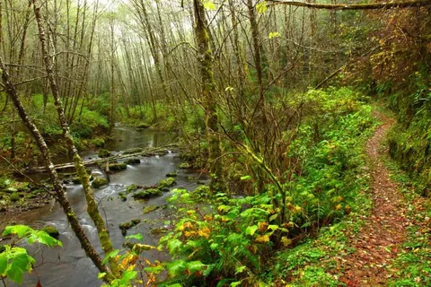 Moss-covered trees line a flowing forest stream surrounded by dense green vegetation and fallen leaves.