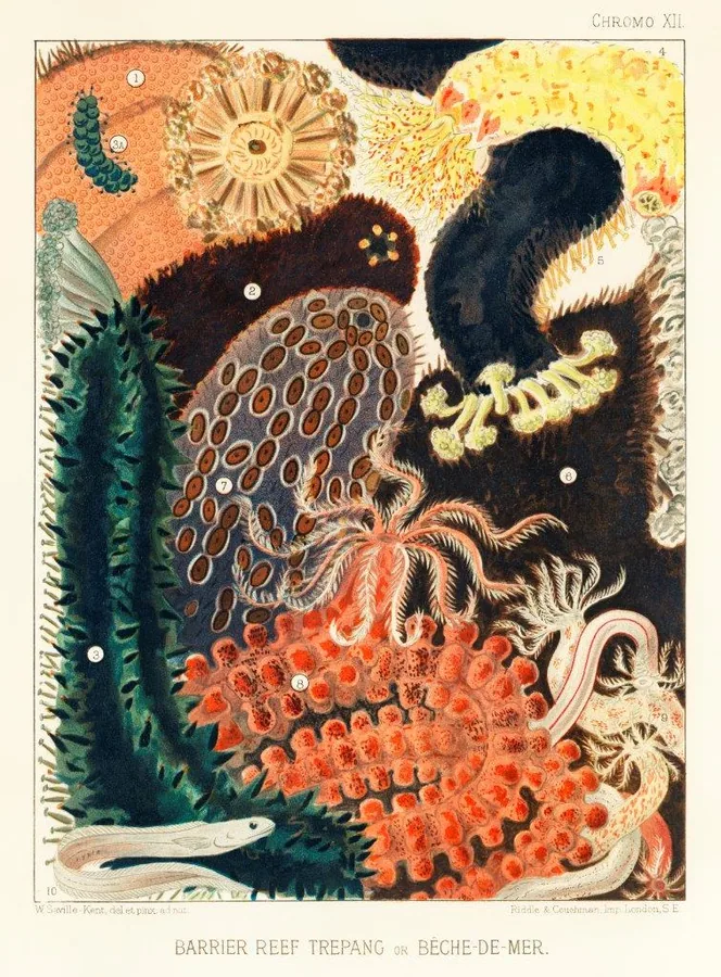 Vintage scientific illustration of colourful sea anemones, coral, and marine creatures in warm earth tones