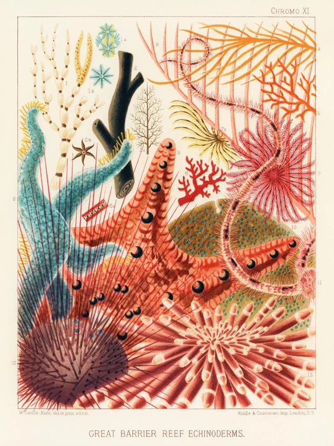 Vintage scientific illustration of colorful echinoderms and coral species from the Great Barrier Reef