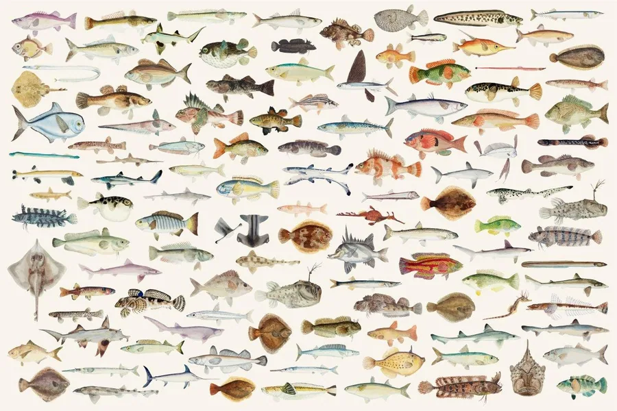 Vintage-style illustration of 100+ colorful fish and sea creatures in naturalistic style on cream background