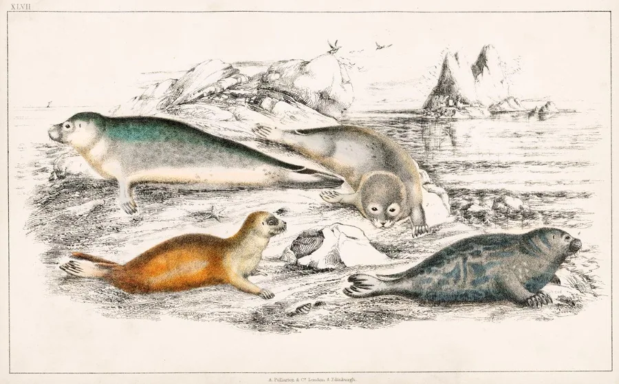 Vintage engraving of seals, sea lions, and coastal birds on a beach with rocky outcrops
