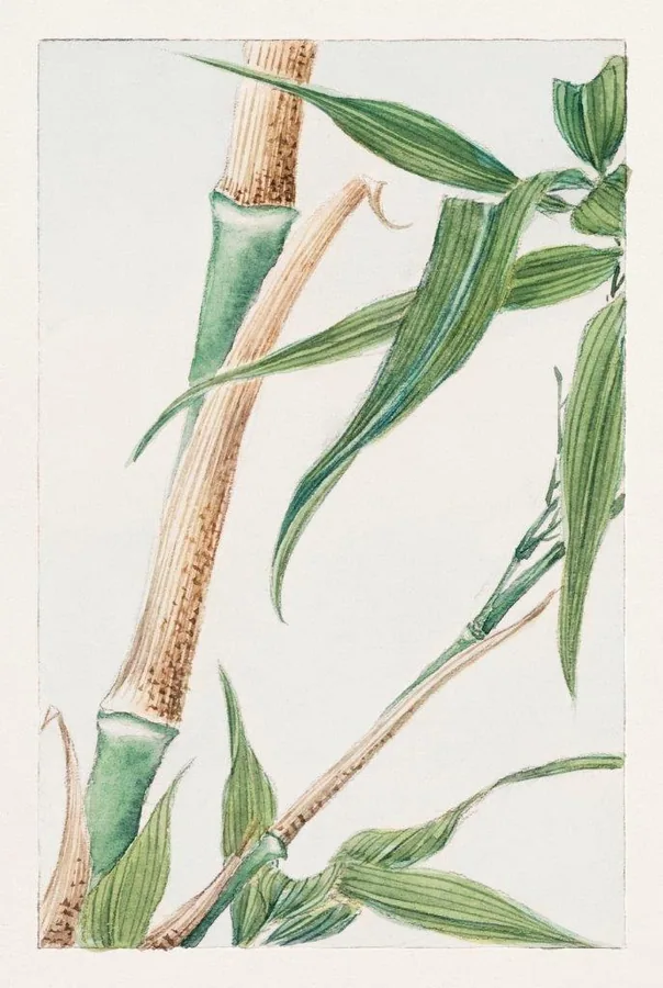 Watercolor illustration of bamboo stems and elongated green leaves on soft cream background