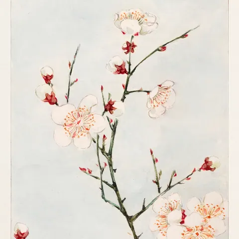 Watercolor cherry blossom branches with white flowers and red buds on soft beige background