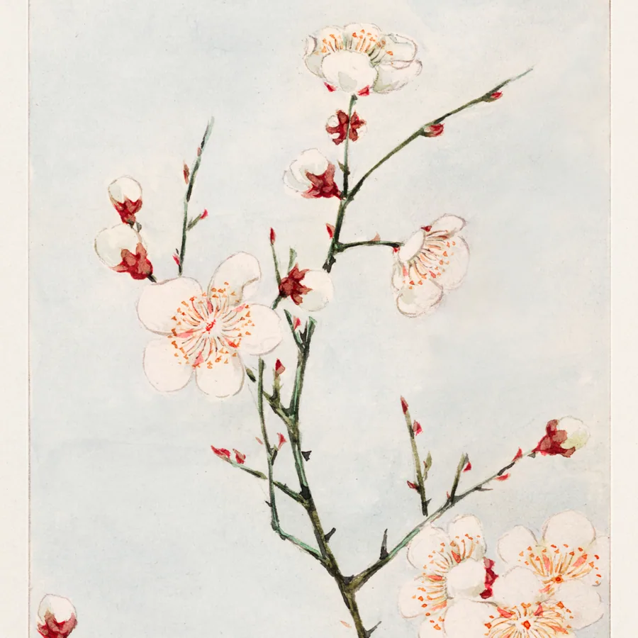Watercolor cherry blossom branches with white flowers and red buds on soft beige background