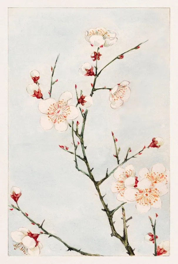 Watercolor plum blossom branches with pale pink flowers and red buds on cream background