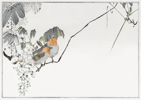 Two robins with orange-red breasts perched on flowering wisteria branches with cascading white blooms and green leaves.