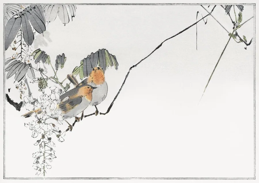Two robins with orange-red breasts perched on flowering wisteria branches with cascading white blooms and green leaves.