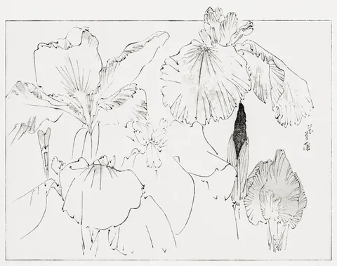Hand-drawn botanical illustration of iris flowers with flowing petals in minimalist ink line style