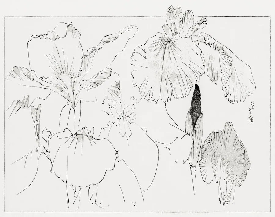 Hand-drawn botanical illustration of iris flowers with flowing petals in minimalist ink line style