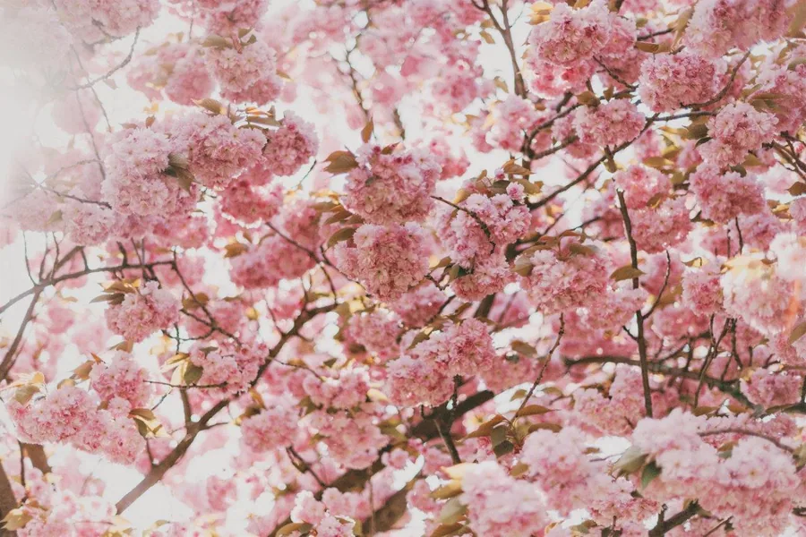 Dense pink cherry blossoms with brown branches on soft white background