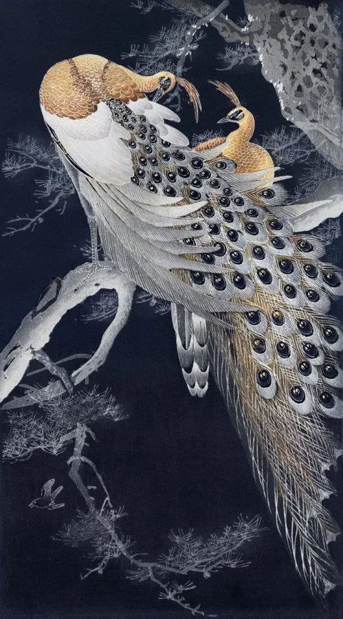 Detailed illustration of a golden peacock with ornate tail feathers and black eye spots on dark background.
