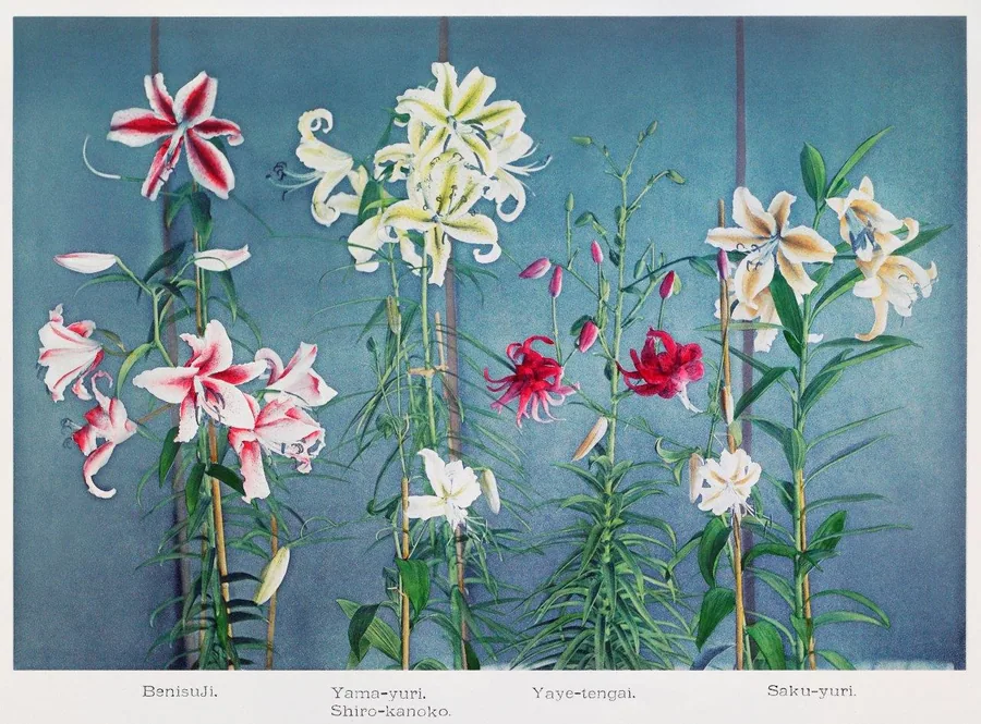 Vintage botanical illustration of Japanese lilies and flowering plants in pink, white, and yellow on blue-grey background