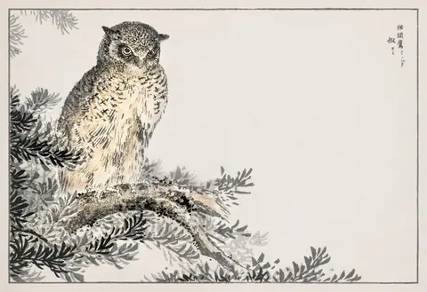 Detailed ink-style illustration of an owl sitting on a gnarled branch with pine needles in black and cream tones.