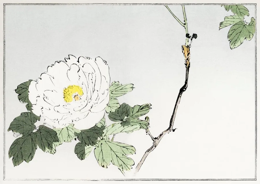 Minimalist botanical drawing of a white peony flower with green leaves and an extended branch against a pale background.