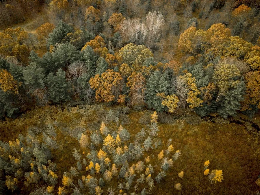 Overhead view of autumn forest with golden birch and evergreen trees in mixed woodland landscape