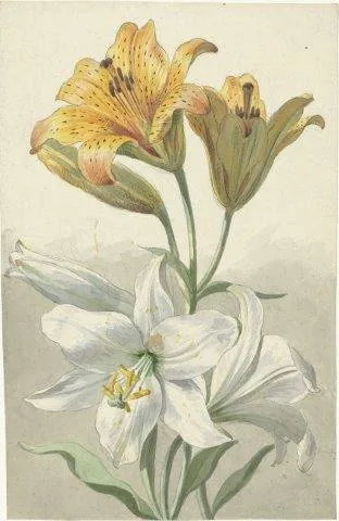 Watercolor illustration of yellow spotted lilies and white flowers with green stems on cream background
