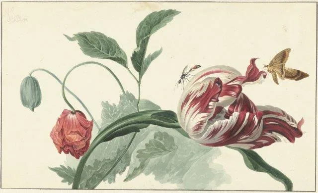 Vintage botanical illustration of red and white striped tulips with green leaves and insects on cream background.