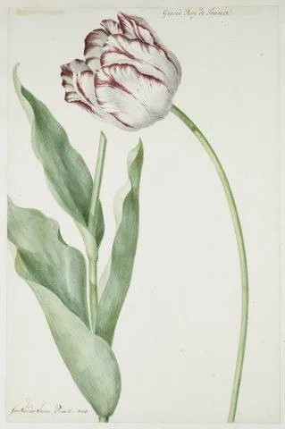Vintage botanical illustration of a striped white and mauve tulip with green stem and leaves on cream background.