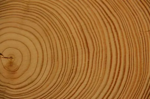 Close-up of tree rings showing concentric circular patterns in warm wood tones