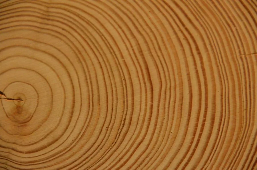 Close-up of tree rings showing concentric circular patterns in warm wood tones