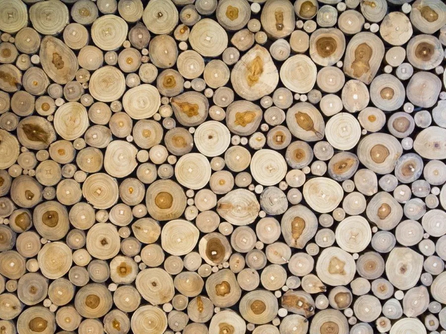 Close-up of wooden log cross-sections showing growth rings in varying cream and brown tones
